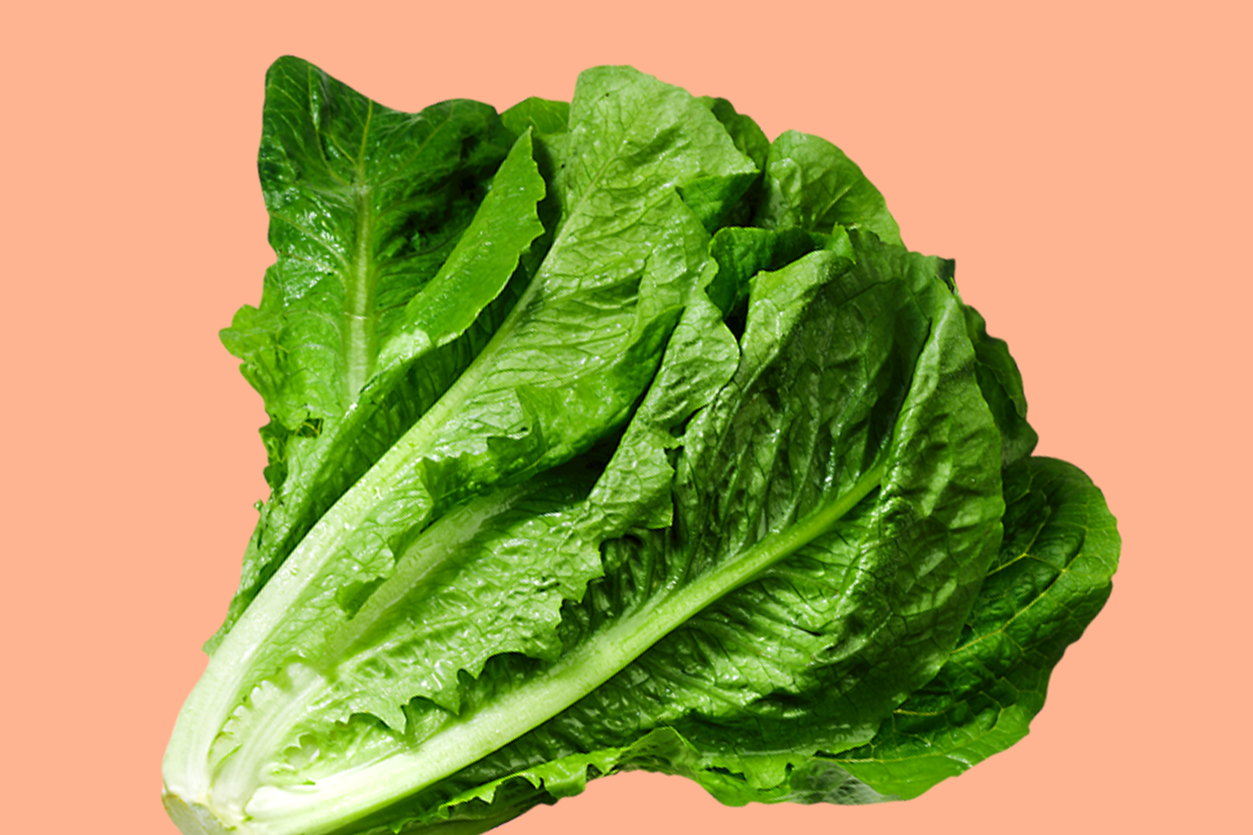 Lettuce